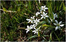Check spelling or type a new query. Latte Di Gallina Comune Ornithogalum Umbellatum L Flickr