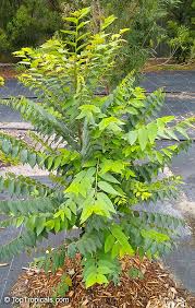 Image result for Phyllanthus udoricola