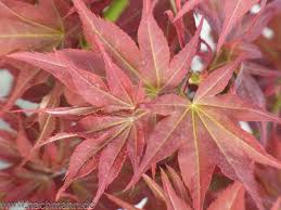 Red japanese maple, acer (palmatum atropurpureum) 20 pack tree seeds bonsai. Baumschule Hachmann Shop