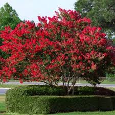 According to the holmdel public records, the property at 7 crape myrtle dr, holmdel, nj 07733 has approximately 4,054 square feet, 4 beds, 4 full and 1 half baths with a lot size of 0.47 acres. Black Diamond Crape Myrtle Best Red 2 25gal U S D A Hardiness Zones 7 10 1pc National Plant Network Crape Myrtle Plants Crepe Myrtle