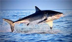 Organ ini terletak di tulang tengkorak dan juga tersusun dari tulang rawan, tulang, otot, dan kulit. Hiu Keterangan Spesies Apa Yang Mereka Makan Ciri Berapa Banyak Mereka Tinggal Di Mana Mereka Tinggal Foto Dan Video Ikan