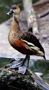 Black And White Duck Species Wandering Whistling Duck Duck Species Aquatic Birds Duck