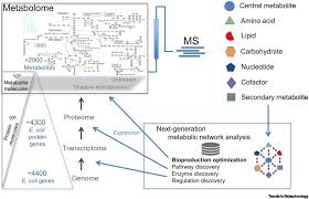 Dynamic Metabolomics For Engineering Biology Accelerating