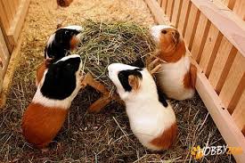 700 gr pulpa de porc 1 ceapa si jumatate 250 gr linte 1 morcov 1 buchet garni apa sare piper. Vand Porcusori De Guineea Hobby Zoo Ro