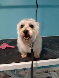 Stress-free dog grooming in Brunswick, evenings available