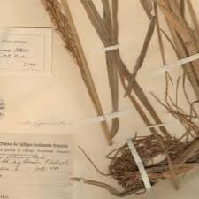 Image result for Oryza barthii