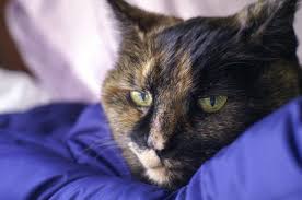 Contents gastroenteritis in cats fasting and hydration to treat gastroenteritis gastroenteritis in cats is a condition characterized by inflamed gastric and intestinal mucosa. Symptoms And Treatment Of Acute Vomiting In Cats