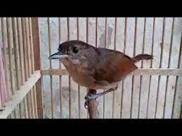 Anakburung | oktober 26, 2016 | | tidak ada komentar. Burung Flamboyan Gacor Ngebren Rapat Youtube