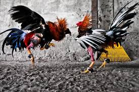Terlebih, jika ayam bumbu kecap tersebut empuk dan terasa bumbunya. Cara Membuat Ayam Aduan Menjadi Haus Darah Dan Kebal Pukulan
