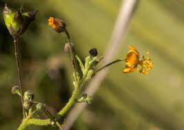 Image result for Wissadula