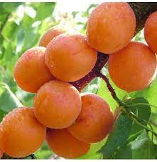 Shop now for over 600 species of tree seeds for sale. Egrow 2pcs Pack Apricot Tree Seeds Garden Orchard Green Plants Edible Fruit Tree Seeds