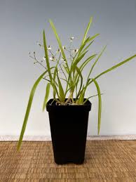 Image result for Ozoroa gomesiana