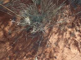 Image result for Eragrostis pallens