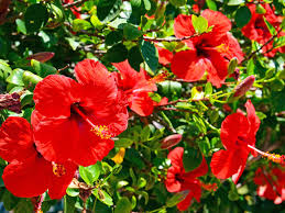 Hibiscus flower hawaii bloom blossom tropical plant nature marshmallow. How To Grow And Care For Hibiscus Lovethegarden