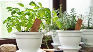 We did not find results for: How To Grow A Thriving Kitchen Herb Garden Epicurious