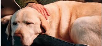 Epilepsie bij je hond