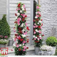 Mandevilla Sanderi Bloom Bells Trio Thompson Morgan Flower Garden Design Flower Pots Wall Climbing Plants
