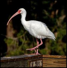 Birds That Start With Letter I Intriguing Animals Whose Names Start With The Letter I Pet Birds Coastal Birds Bird Pictures