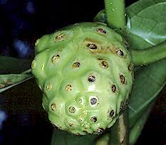 Image result for Morinda