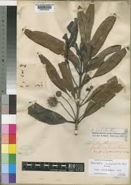 Image result for Breonadia