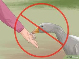 The first is to be the predator yourself. How To Get Rid Of Geese 10 Steps With Pictures Wikihow