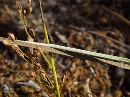 Image result for Scleria griegifolia