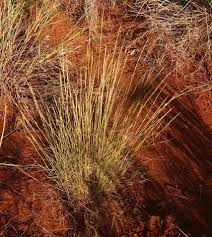 Image result for Aristida stipoides