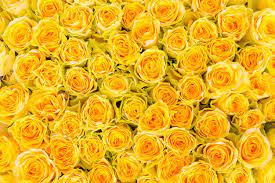 Livingwalls Photo Wallpaper Yellow Roses 470358 Home page top wallpapers girls landscapes abstract and graphics fantasy creativeworld animals seasons flowers city and architecture holidays carshouse and comfort food & drink movies texture cartoons computer games minimalismlove and romance. livingwalls photo wallpaper yellow