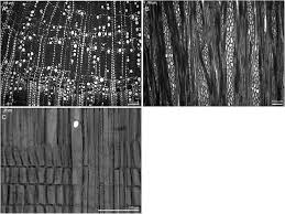 Image result for Viridivia suberosa