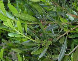 Image result for Myrica serrata