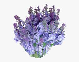 Maybe you would like to learn more about one of these? Lavender Flower Transparent Background Hd Png Download Kindpng