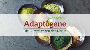 Adaptogene | Die Elitepflanzen der Natur