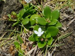 Image result for Oldenlandia hockii