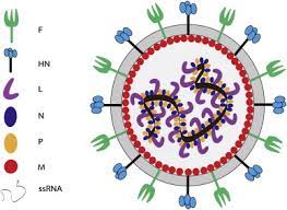 The causal agent of the disease is a hemagglutinating paramyxovirus (newcastle disease virus, ndv). Newcastle Disease Virus Current Status And Our Understanding Sciencedirect