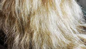 Natural tapioca starch soaks up excess oil, leaving hair revitalized. Bright Natural Blonde Vertical Curls Real Woman Hair Texture Stock Photo Picture And Royalty Free Image Image 88396849