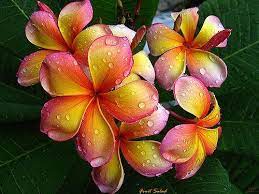 Pin On Plumeria Frangipani