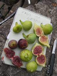 If you're new to indoor growing or a seasoned pro, this place has it all. Fig Collectors Paradise Sacramento News Review