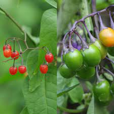 Free shipping on orders over $99 with arrive alive guarantee from the tree center. Berries Plant Identification