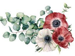 10 Facts About Anemones All Gardeners Should Know Flower Painting Red And White Flowers Anemone Flower