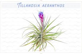 These hearty, low maintenance plants use their root systems to attach themselves to trees or rocks and absorb moisture and nutrients through their leaves. 18 Types Of Air Plants For Your Home Ftd Com