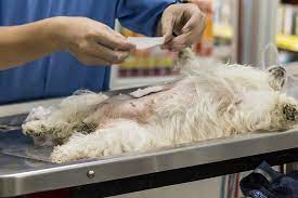 Sie haben pro und kontra abgewogen und sich entschieden, ihre hündin kastrieren zu lassen? Was Kostet Eine Kastration Beim Hund Modern Dogs De