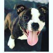 Michael Symon On Instagram Well Nothing Stops Norman From Smiling Which Def Helps Bored Dog Dog Poems Your Dog