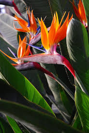 Mature Bird Of Paradise Plant For Sale Pin On Tropical Plants