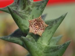 Image result for Orbea carnosa