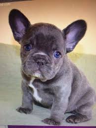 We have been raising pugs and frenchies for 15 years. 85d3d7dab5f25b4f4dcbc96fd1698559 Jpg 736 981 Pixels Really Cute Puppies Cute Little Puppies French Bulldog Puppies