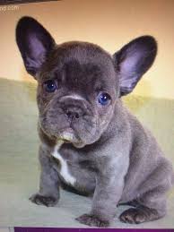 We have been raising pugs and frenchies for 15 years. 85d3d7dab5f25b4f4dcbc96fd1698559 Jpg 736 981 Pixels Really Cute Puppies Cute Little Puppies French Bulldog Puppies