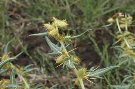 Image result for Xanthium spinosum