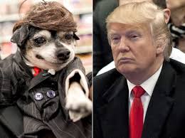 Pin On Presidential Dogs