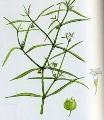 Image result for Oldenlandia cana