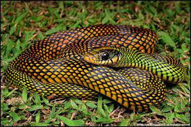 Slithering Jewel Speckled Racer Drymobius Margaritiferus Pet Snake Beautiful Snakes Amphibians